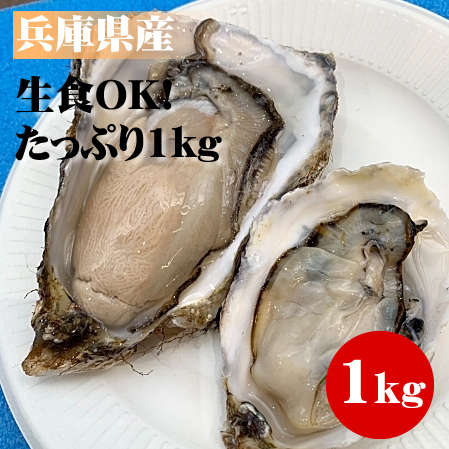兵庫県室津の殻付き活牡蠣