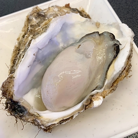 北海道の殻付き活牡蠣